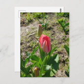 Tulipe rose dans la carte postale du parc (Devant / Derrière)