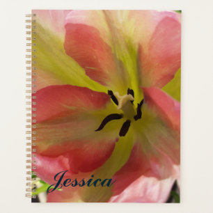 Tulipe rose et jaune