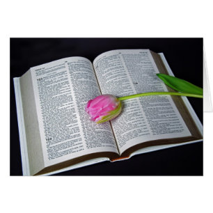 Tulipe rose Sur La Sympathie Biblique