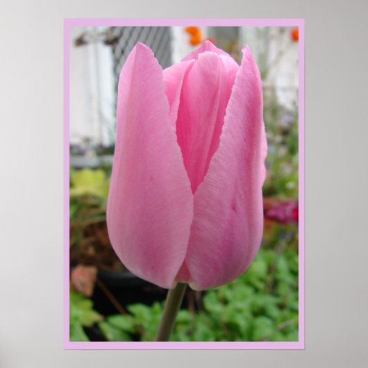 Tulipe rose Tulips Floral Fleur Poster du jardin (Devant)
