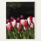 Tulipe rouge et blanche (Dos)