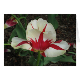 Tulipe rouge et blanche