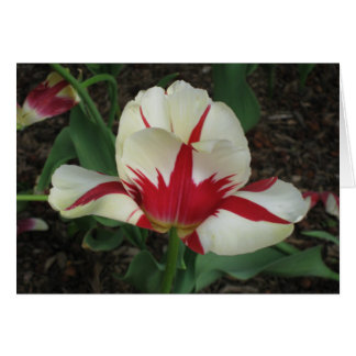 Tulipe rouge et blanche