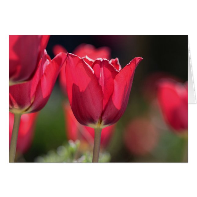 Tulipe rouge intense (Devant horizontal)