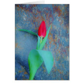 Tulipe rouge sur ardoise gris bleu (Devant)