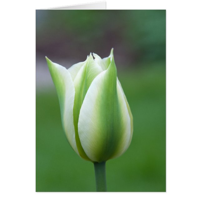 Tulipe verte (Devant)