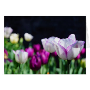 Tulipes !