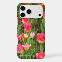 Tulipes