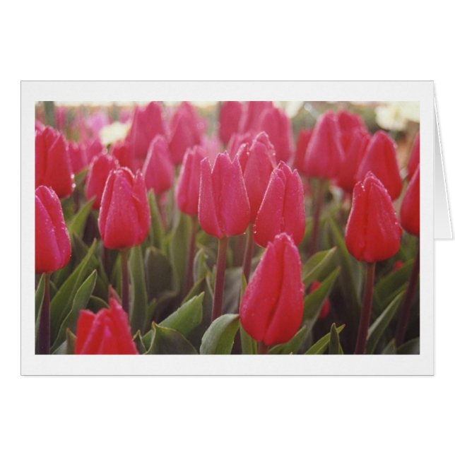 Tulipes (Devant horizontal)