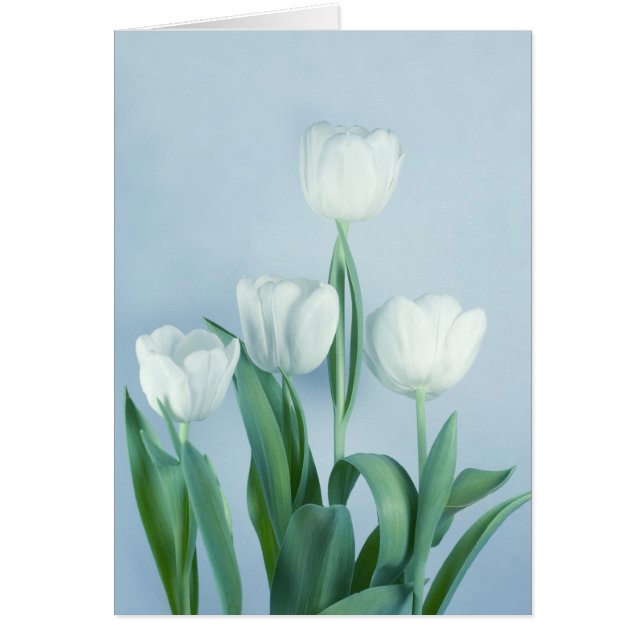Tulipes (Devant)