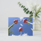 Tulipes 3 'Vue oeil vers' ~ carte postale (Debout devant)