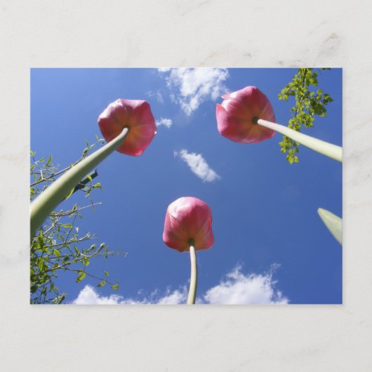 Tulipes 3 'Vue oeil vers' ~ carte postale (Devant)