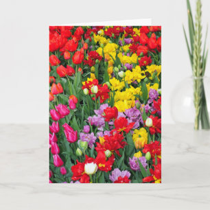 Tulipes à ressort colorées carte de voeux