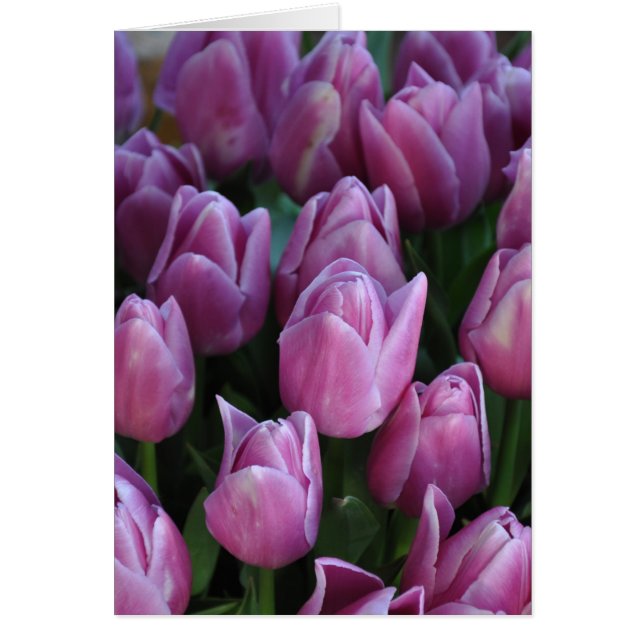 Tulipes à ressort pourpre (Devant)