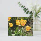 Tulipes au soleil Carte postale (Debout devant)