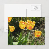 Tulipes au soleil Carte postale (Devant / Derrière)