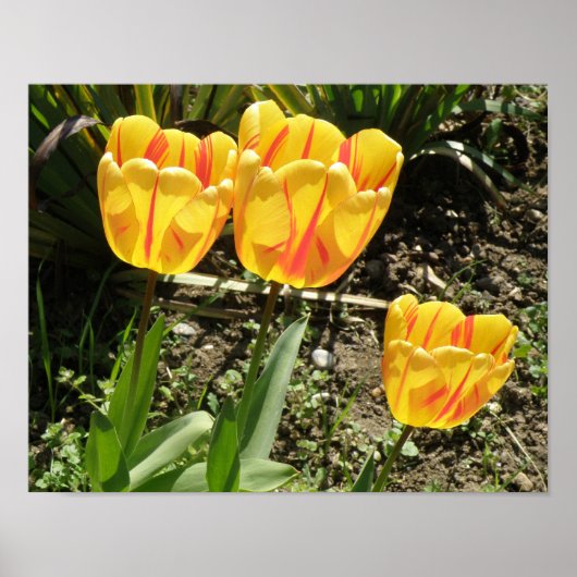 Tulipes au soleil Impression (Devant)