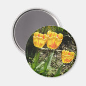 Tulipes au soleil Magnet (Recto/Verso)
