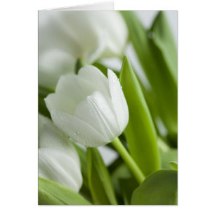 Tulipes blanches
