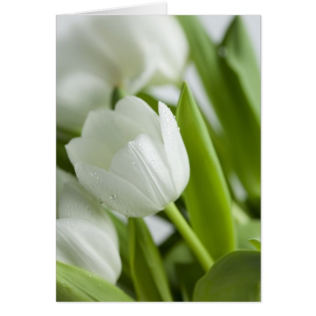 Tulipes blanches (Devant)