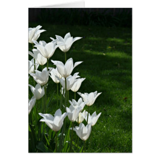 Tulipes blanches