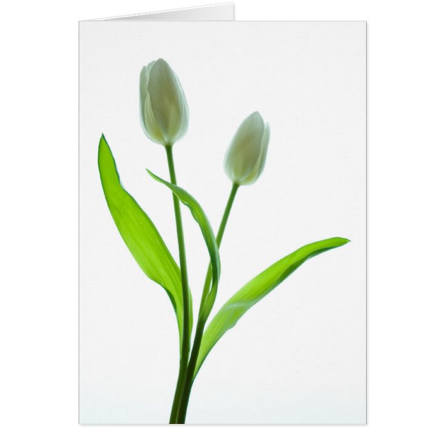 Tulipes blanches (Devant)