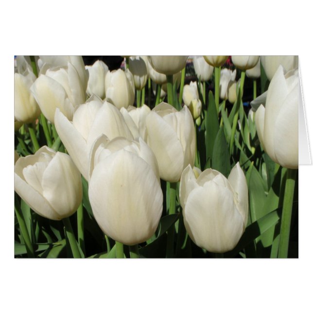 tulipes blanches (Devant horizontal)