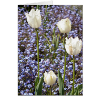 Tulipes blanches