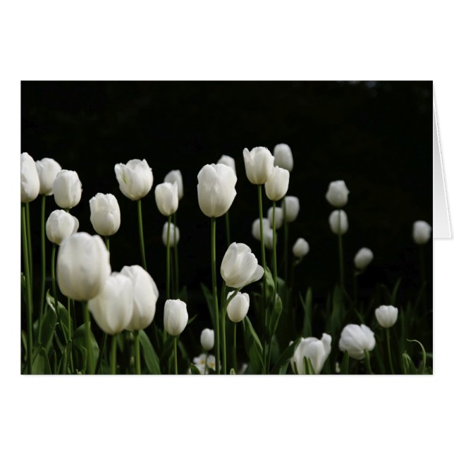 Tulipes blanches (Devant horizontal)