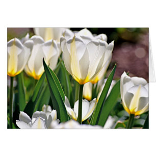 Tulipes blanches aux plumes jaunes