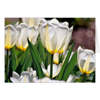 Tulipes blanches aux plumes jaunes