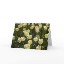 Tulipes blanches dans la carte de voeux Boston Gar