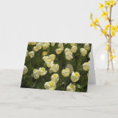 Tulipes blanches dans la carte de voeux Boston Gar (Fleur jaune)