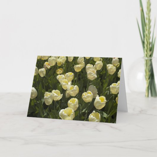 Tulipes blanches dans la carte de voeux Boston Gar (Devant)
