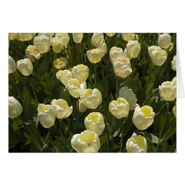 Tulipes blanches dans les jardins de Boston (Devant horizontal)