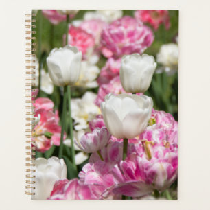Tulipes blanches et roses brillantes par jour enso