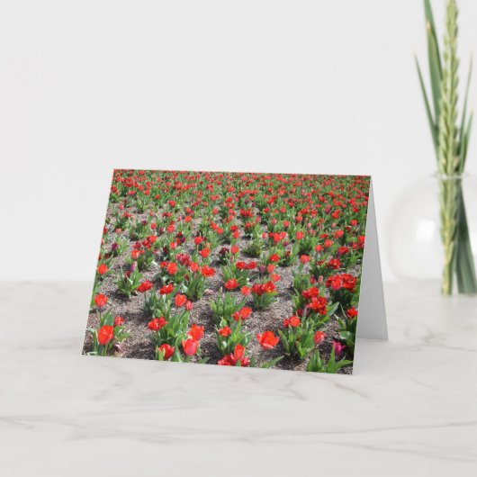 Tulipes, carte (Devant)