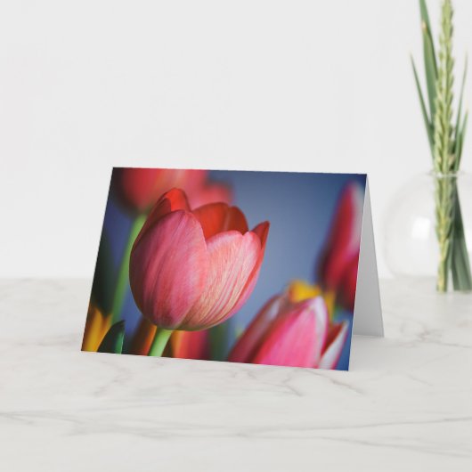 Tulipes • Carte de voeux (Devant)