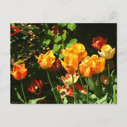 Tulipes | Carte postale (Devant)