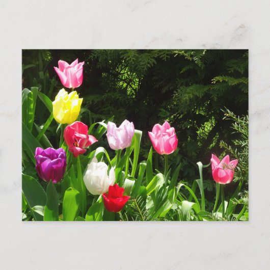 Tulipes colorées DO-IT-YOURSELF carte postale (Devant)