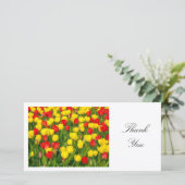 Tulipes colorées II - Merci (Debout devant)