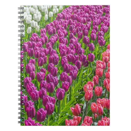Tulipes dans le carnet de trois couleurs (Devant)