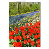 Tulipes dans les bois (Devant)