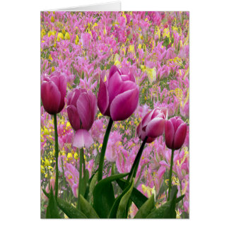 Tulipes dans un jardin