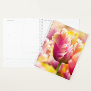 Tulipes de gros plan
