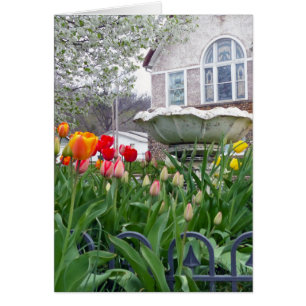Tulipes de printemps