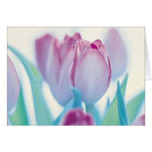 Tulipes de printemps