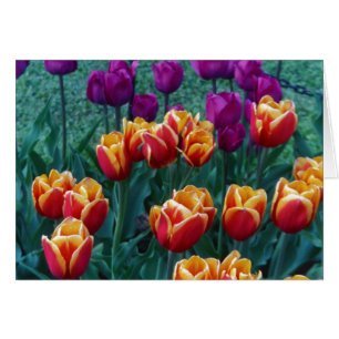 Tulipes de printemps