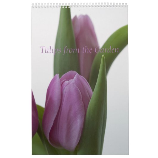Tulipes du Calendrier des Jardins (Protection)