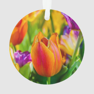 Tulipes Enchantant